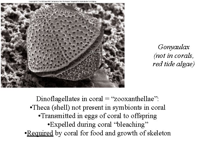 Gonyaulax (not in corals, red tide algae) Dinoflagellates in coral = “zooxanthellae”: • Theca