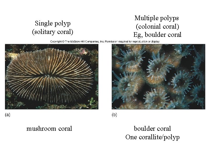 Single polyp (solitary coral) mushroom coral Multiple polyps (colonial coral) Eg, boulder coral One