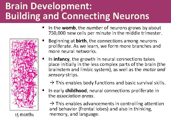 Brain Development: Building and Connecting Neurons § In the womb, the number of neurons