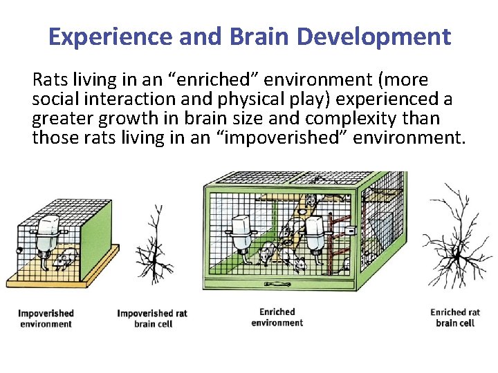 Experience and Brain Development Rats living in an “enriched” environment (more social interaction and
