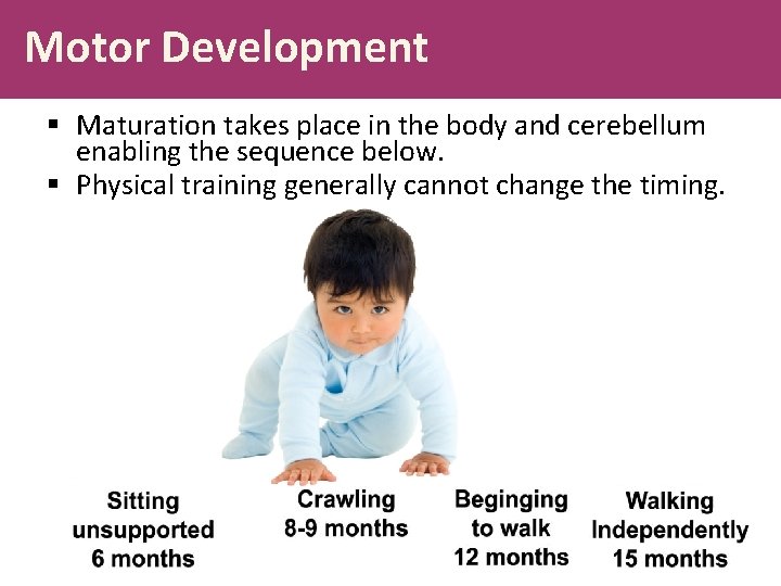 Motor Development § Maturation takes place in the body and cerebellum enabling the sequence