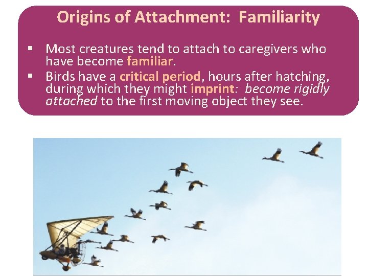 Origins of Attachment: Familiarity § Most creatures tend to attach to caregivers who have