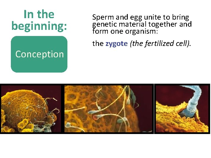 In the beginning: Conception Sperm and egg unite to bring genetic material together and