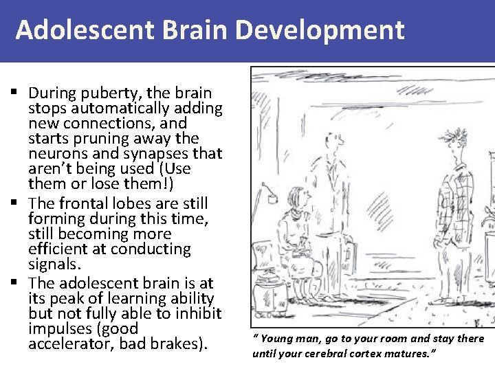 Adolescent Brain Development § During puberty, the brain stops automatically adding new connections, and