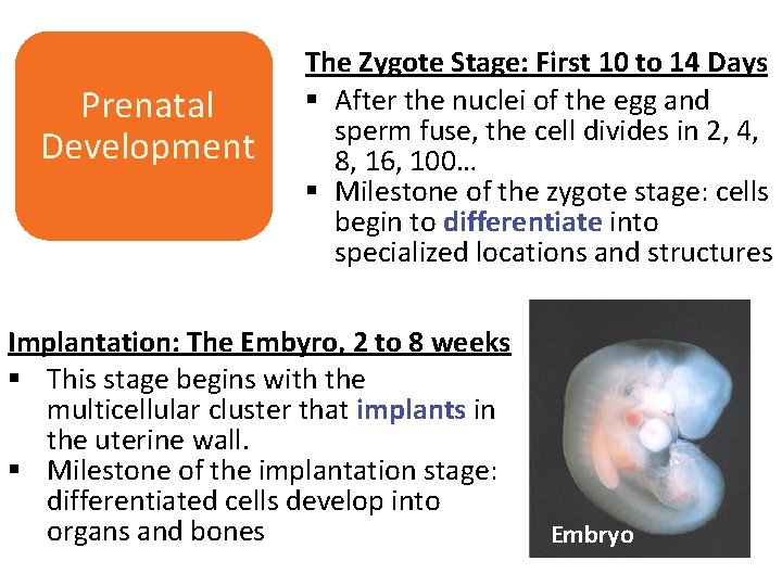 Prenatal Development The Zygote Stage: First 10 to 14 Days § After the nuclei