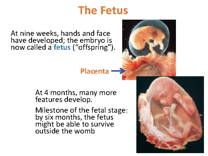 The Fetus At nine weeks, hands and face have developed; the embryo is now