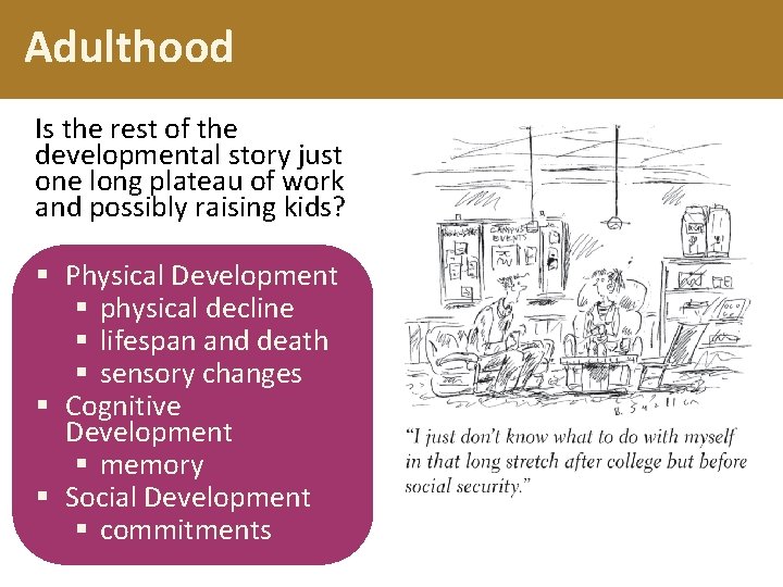 Adulthood Is the rest of the developmental story just one long plateau of work