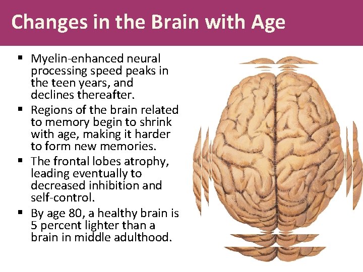 Changes in the Brain with Age § Myelin-enhanced neural processing speed peaks in the