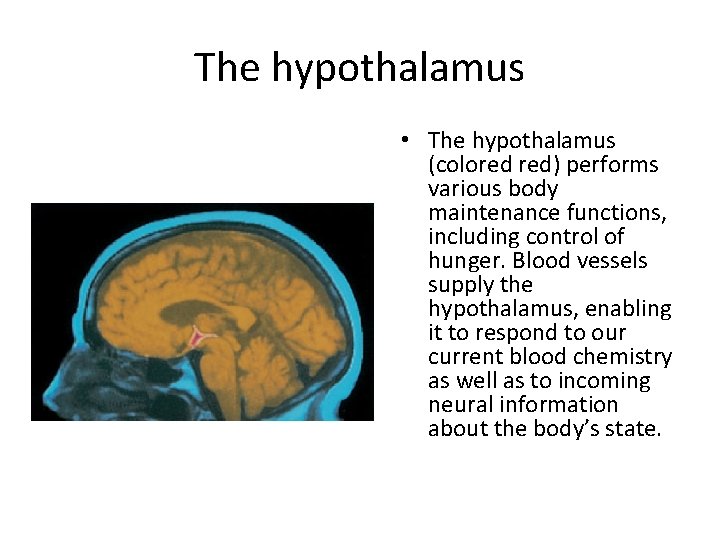 The hypothalamus • The hypothalamus (colored red) performs various body maintenance functions, including control