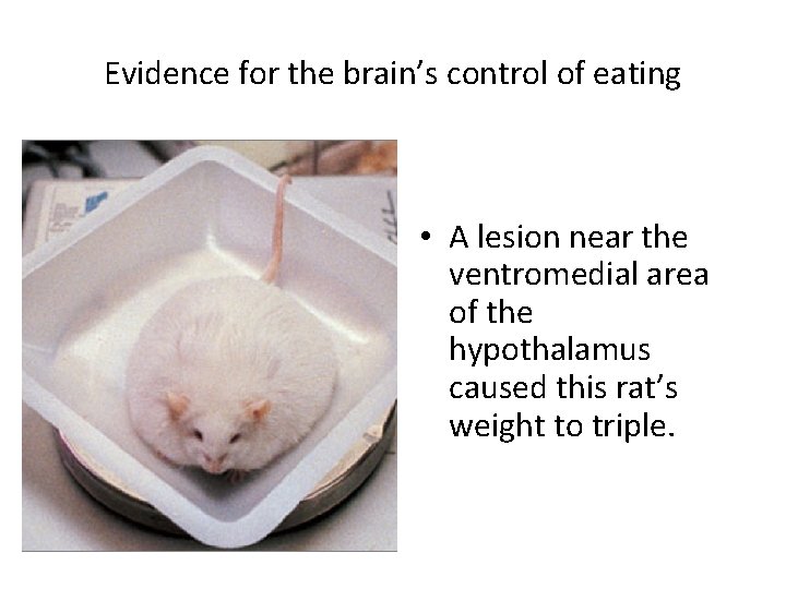 Evidence for the brain’s control of eating • A lesion near the ventromedial area