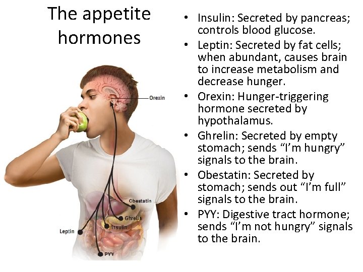 The appetite hormones • Insulin: Secreted by pancreas; controls blood glucose. • Leptin: Secreted
