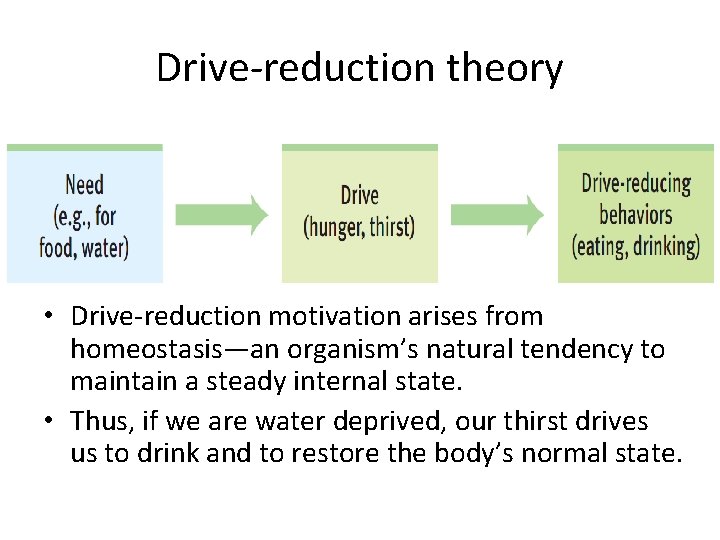 Drive-reduction theory • Drive-reduction motivation arises from homeostasis—an organism’s natural tendency to maintain a
