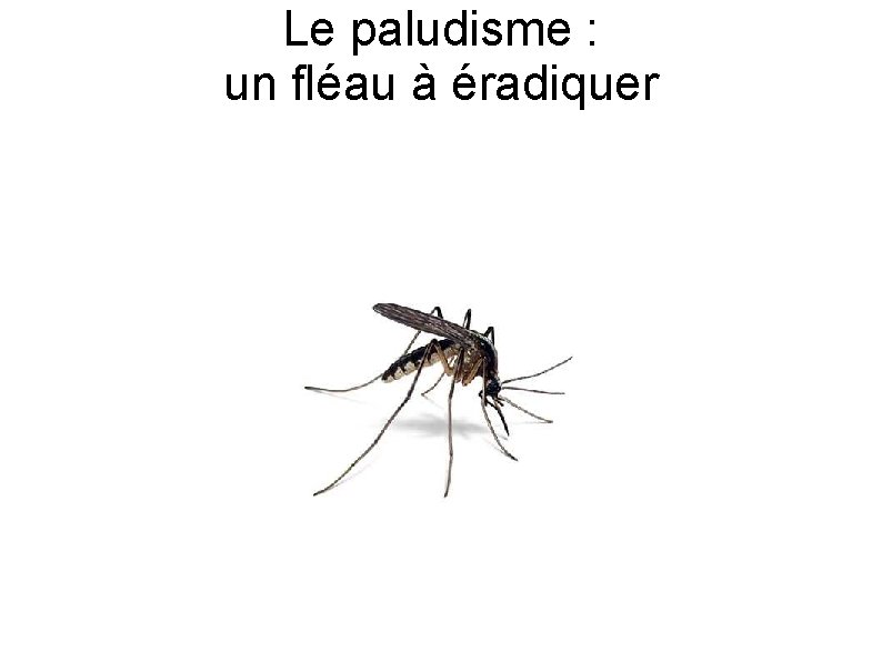 Le paludisme : un fléau à éradiquer 