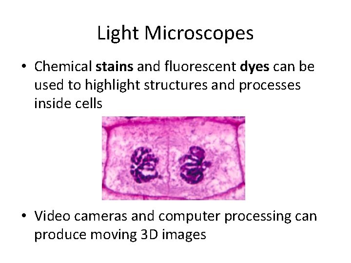 Light Microscopes • Chemical stains and fluorescent dyes can be used to highlight structures