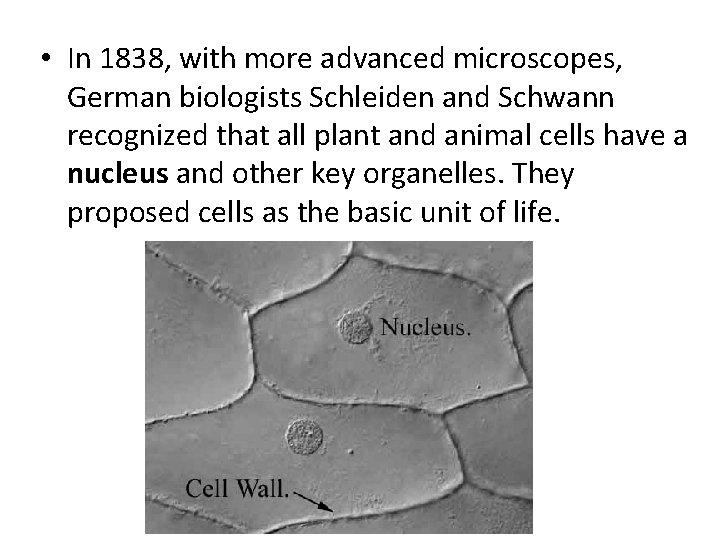  • In 1838, with more advanced microscopes, German biologists Schleiden and Schwann recognized