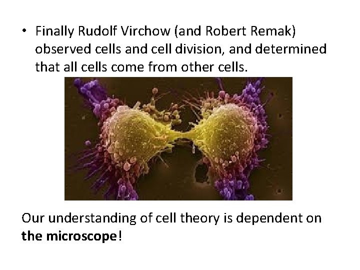  • Finally Rudolf Virchow (and Robert Remak) observed cells and cell division, and