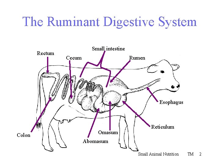 The Ruminant Digestive System Rectum Small intestine Cecum Rumen Esophagus Colon Omasum Reticulum Abomasum