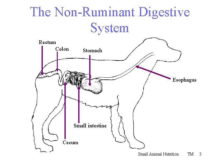 The Non-Ruminant Digestive System Rectum Colon Stomach Esophagus Small intestine Cecum Small Animal Nutrition