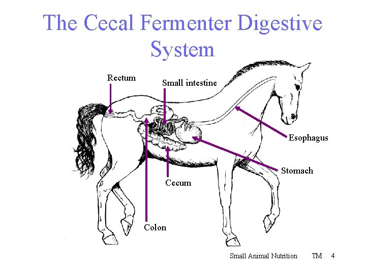 The Cecal Fermenter Digestive System Rectum Small intestine Esophagus Stomach Cecum Colon Small Animal