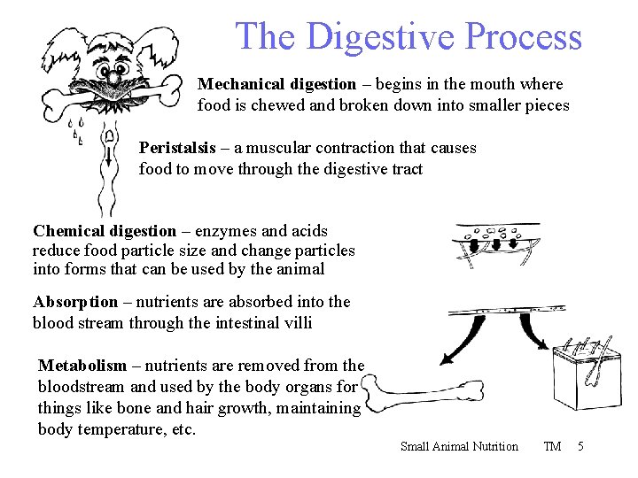 The Digestive Process Mechanical digestion – begins in the mouth where food is chewed
