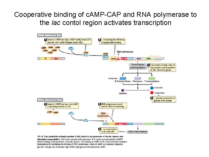 Cooperative binding of c. AMP-CAP and RNA polymerase to the lac contol region activates