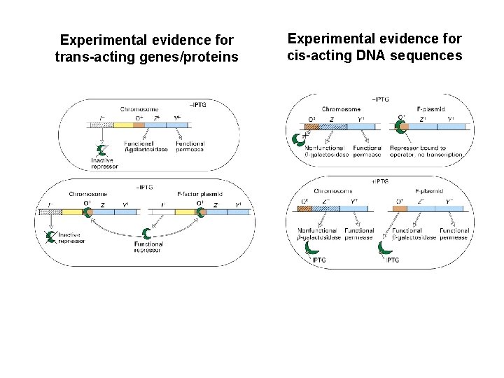 Experimental evidence for trans-acting genes/proteins Experimental evidence for cis-acting DNA sequences 