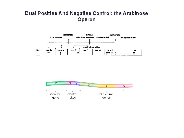 Dual Positive And Negative Control: the Arabinose Operon 