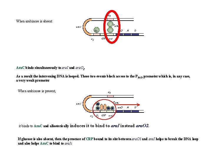 When arabinose is absent Ara. C binds simultaneously to ara. I and ara. O