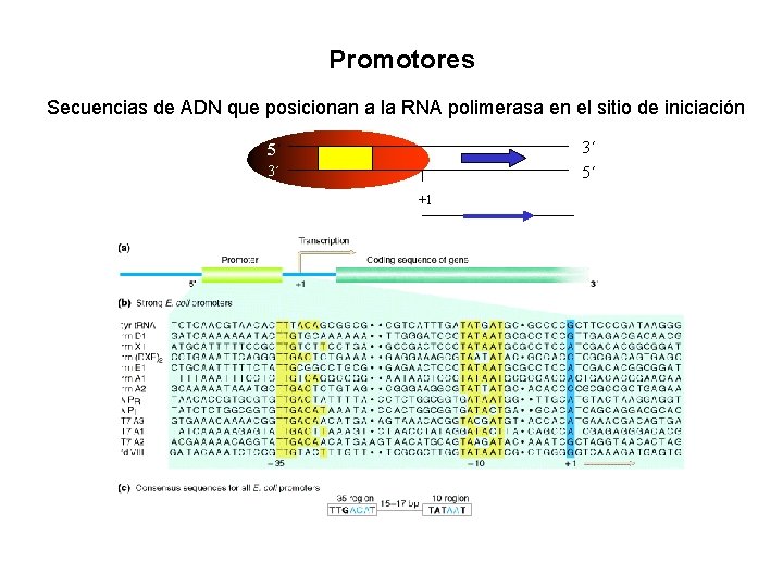 Promotores Secuencias de ADN que posicionan a la RNA polimerasa en el sitio de