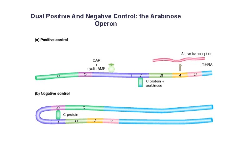 Dual Positive And Negative Control: the Arabinose Operon 