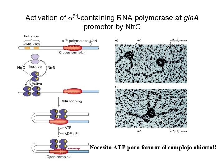 Activation of 54 -containing RNA polymerase at gln. A promotor by Ntr. C Necesita