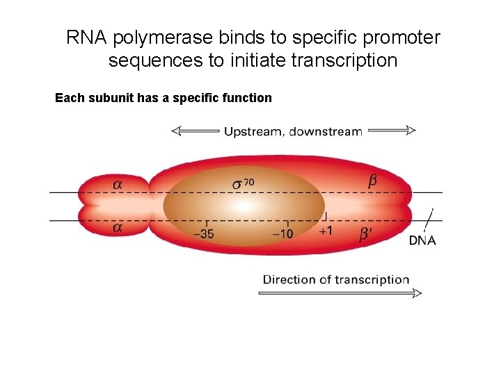 RNA polymerase binds to specific promoter sequences to initiate transcription Each subunit has a