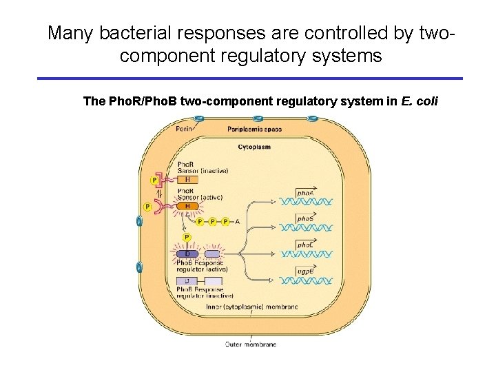 Many bacterial responses are controlled by twocomponent regulatory systems The Pho. R/Pho. B two-component