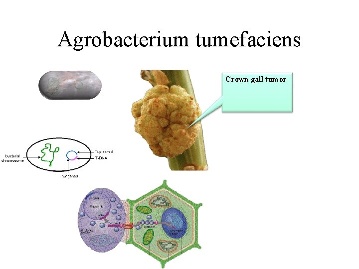 Agrobacterium tumefaciens Crown gall tumor 