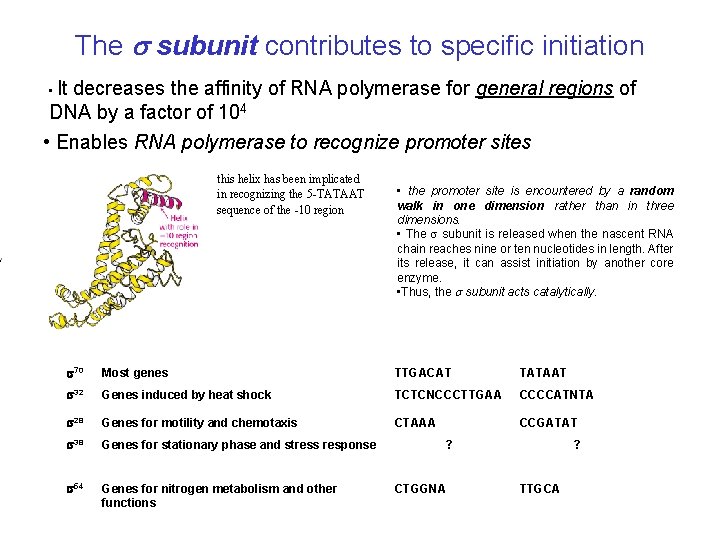 The s subunit contributes to specific initiation It decreases the affinity of RNA polymerase