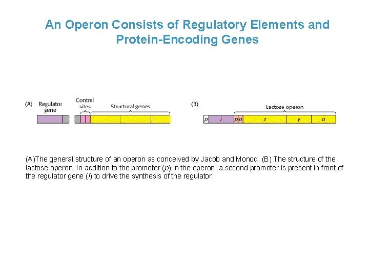 An Operon Consists of Regulatory Elements and Protein-Encoding Genes (A)The general structure of an