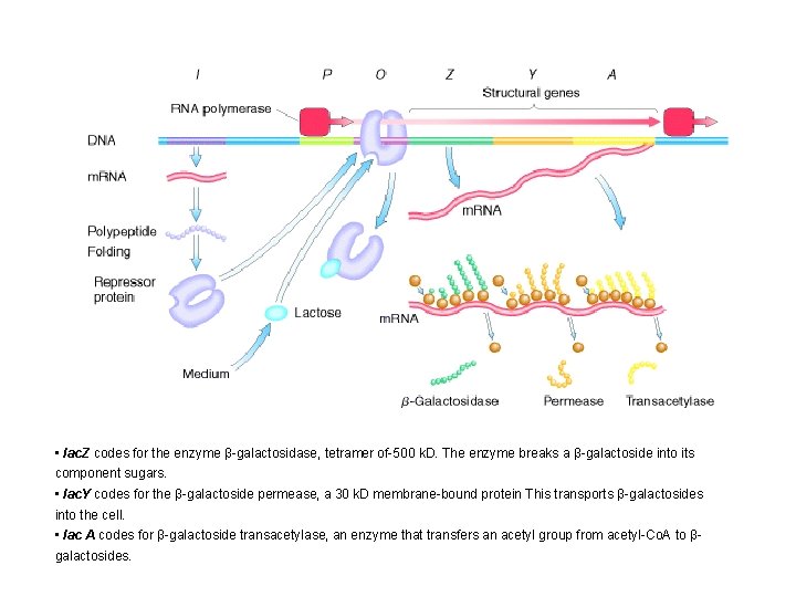  • lac. Z codes for the enzyme β-galactosidase, tetramer of-500 k. D. The