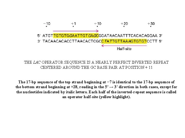 THE LAC OPERATOR SEQUENCE IS A NEARLY PERFECT INVERTED REPEAT CENTERED AROUND THE GC