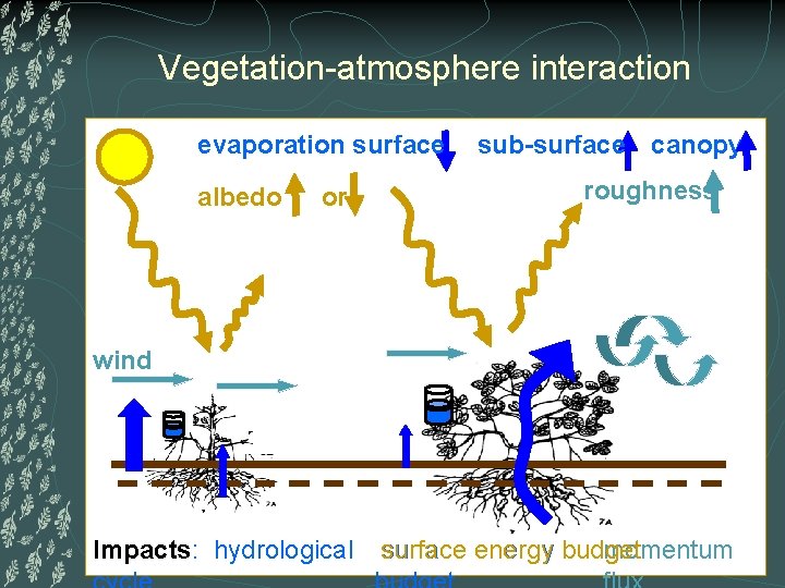 Vegetation-atmosphere interaction evaporation surface albedo or sub-surface canopy roughness wind Impacts: hydrological surface energy