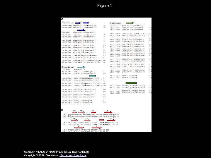 Figure 2 Cell 2007 130906 -917 DOI: (10. 1016/j. cell. 2007. 08. 002) Copyright