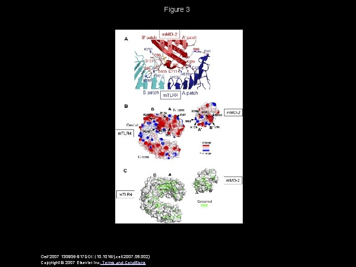 Figure 3 Cell 2007 130906 -917 DOI: (10. 1016/j. cell. 2007. 08. 002) Copyright