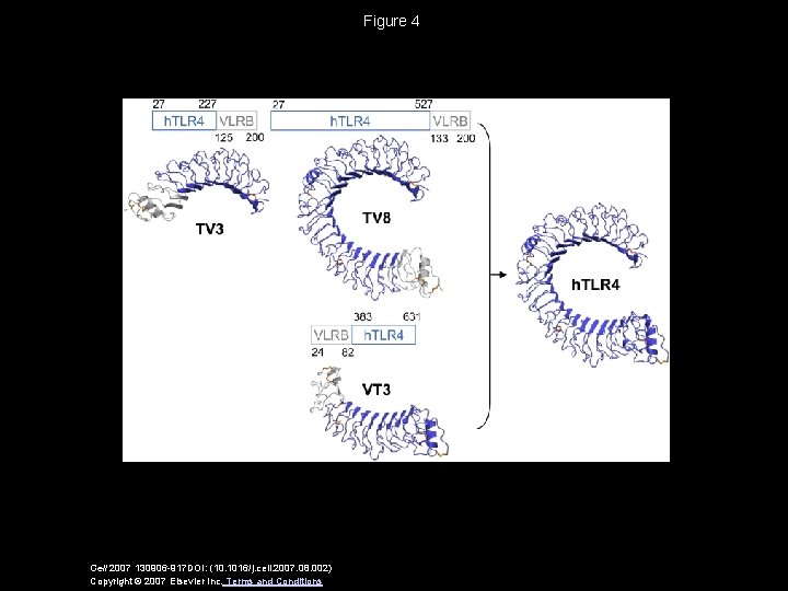 Figure 4 Cell 2007 130906 -917 DOI: (10. 1016/j. cell. 2007. 08. 002) Copyright