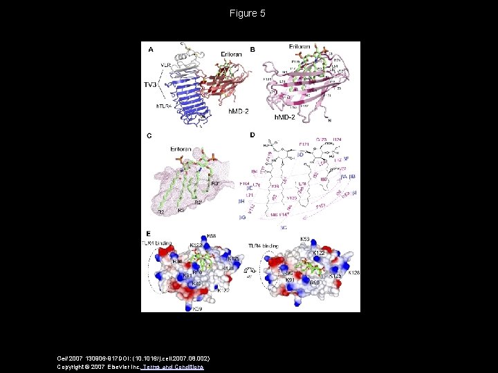Figure 5 Cell 2007 130906 -917 DOI: (10. 1016/j. cell. 2007. 08. 002) Copyright