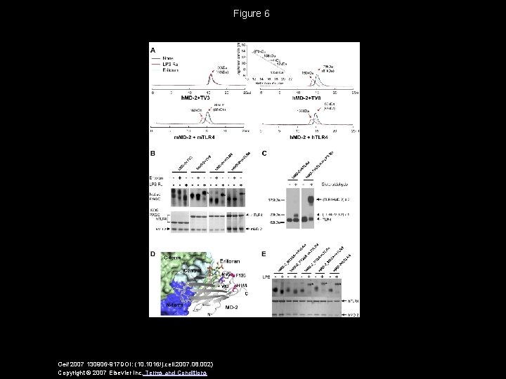 Figure 6 Cell 2007 130906 -917 DOI: (10. 1016/j. cell. 2007. 08. 002) Copyright