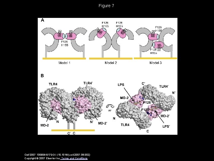 Figure 7 Cell 2007 130906 -917 DOI: (10. 1016/j. cell. 2007. 08. 002) Copyright