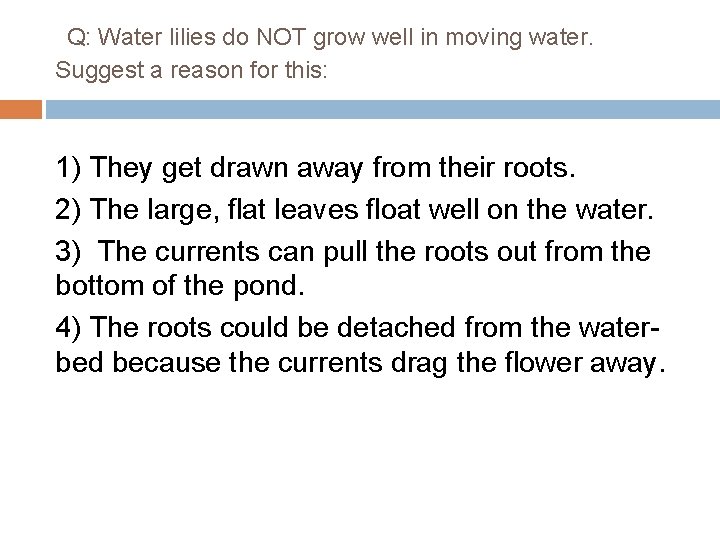 Q: Water lilies do NOT grow well in moving water. Suggest a reason Q: Water lilies do NOT grow well in moving water. Suggest a reason