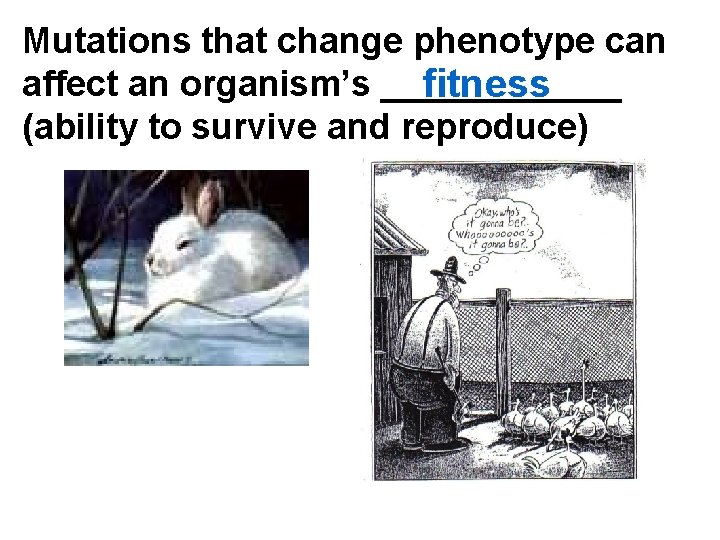 Mutations that change phenotype can affect an organism’s ______ fitness (ability to survive and