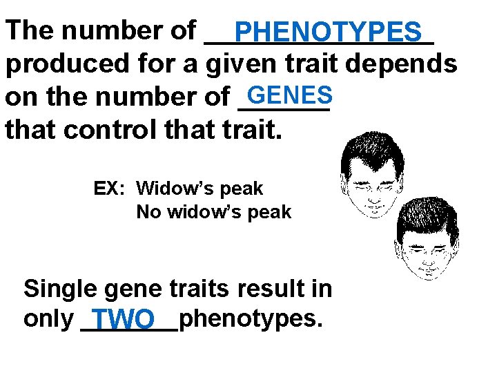 The number of ________ PHENOTYPES produced for a given trait depends GENES on the