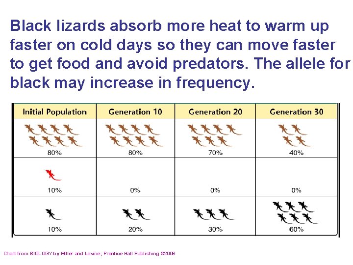 Black lizards absorb more heat to warm up faster on cold days so they