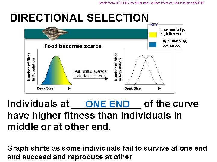 Graph from BIOLOGY by Miller and Levine; Prentice Hall Publshing© 2006 DIRECTIONAL SELECTION KEY